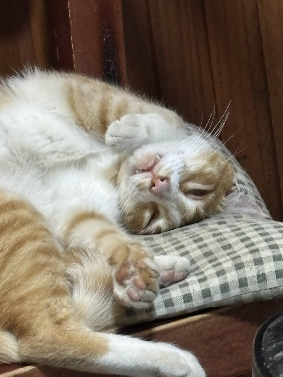 chicos se me desconfiguró el gato