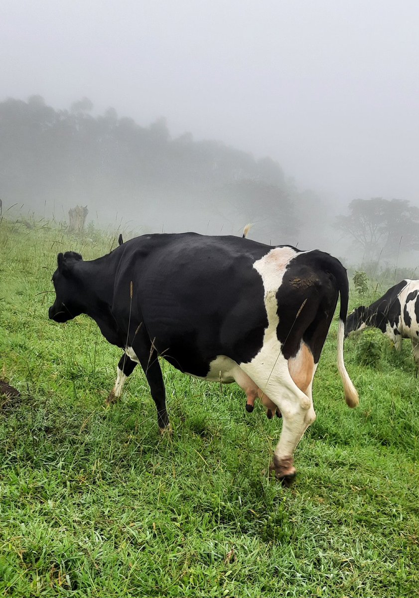 EMMA🦅👑 tweet media