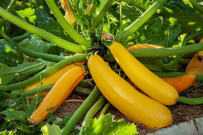 Gardeners_Path_'s tweet image. How to Grow Golden Zucchini - yellow zucchini are a sweet, vibrant version of this high-yielding tasty garden favorite. To grow your own gold, head to Gardener's Path now. gardenerspath.com/plants/vegetab… #zucchini #growyourown