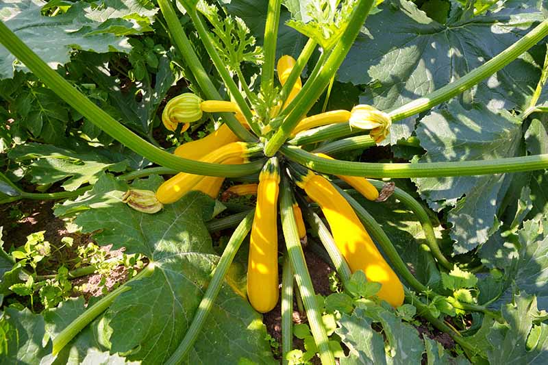 Gardeners_Path_'s tweet image. How to Grow Golden Zucchini - yellow zucchini are a sweet, vibrant version of this high-yielding tasty garden favorite. To grow your own gold, head to Gardener's Path now. gardenerspath.com/plants/vegetab… #zucchini #growyourown