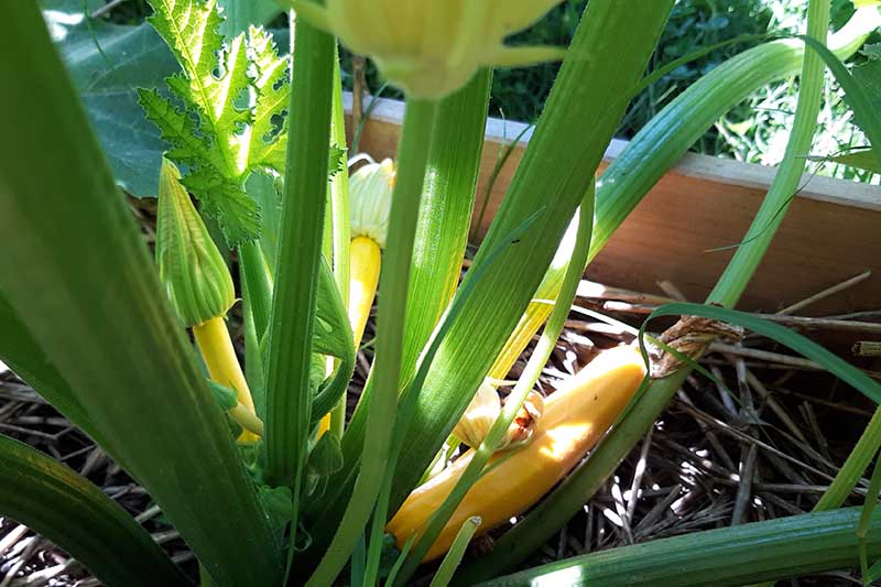 Gardeners_Path_'s tweet image. How to Grow Golden Zucchini - yellow zucchini are a sweet, vibrant version of this high-yielding tasty garden favorite. To grow your own gold, head to Gardener's Path now. gardenerspath.com/plants/vegetab… #zucchini #growyourown