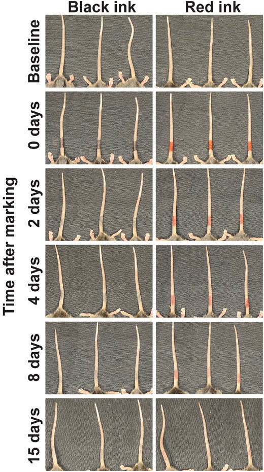 IOVS Journal tweet media