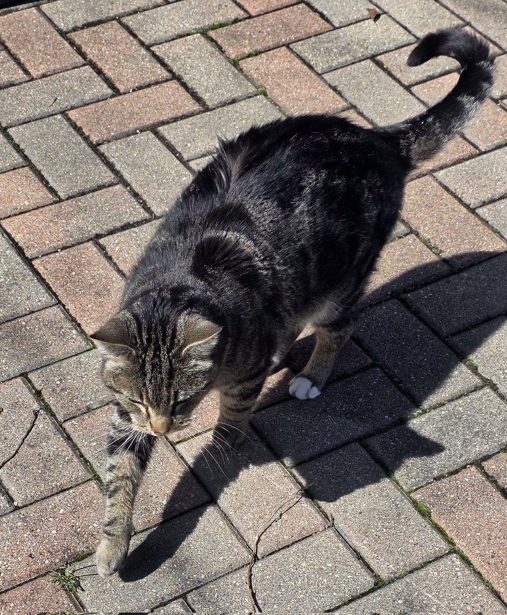 Tam_Butterfly's tweet photo. My handsome friend stopped by.
#citycat https://t.co/8Z2RNHuD7B