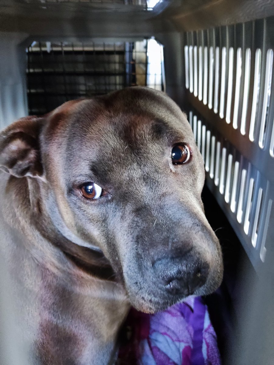 Datos Aeronáuticos ◽ tweet media