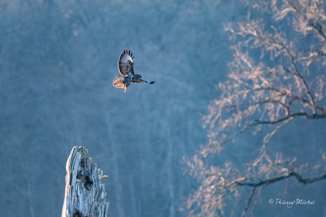 Thierry michel photographie tweet media