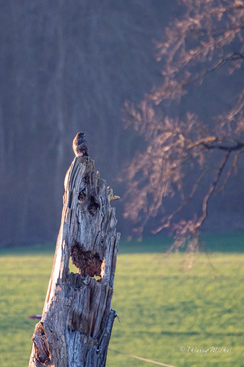 Thierry michel photographie tweet media