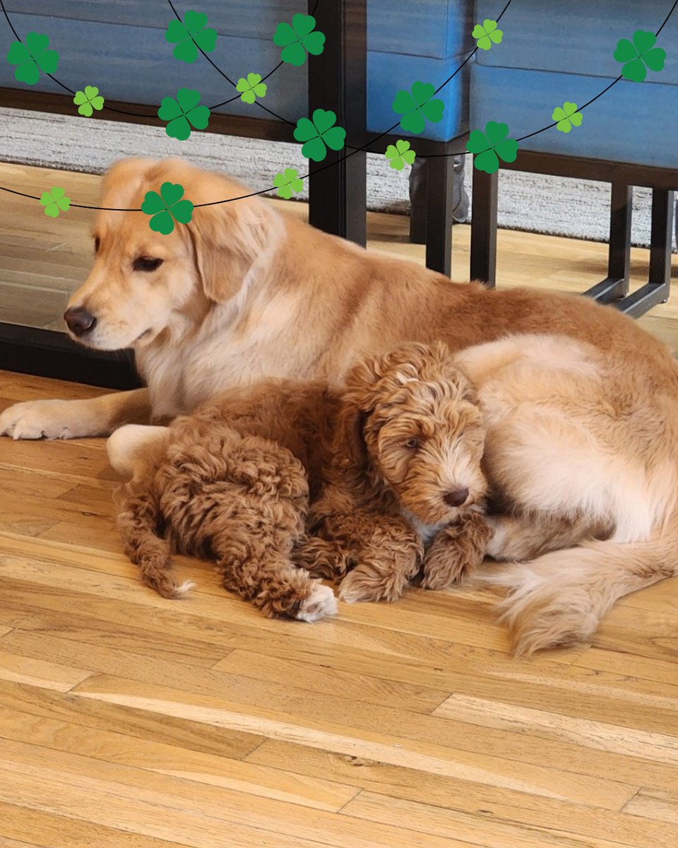 Feeling lucky to have this pack in the office! 🍀🐾 Happy St. Patrick's Day from our four-legged friends!