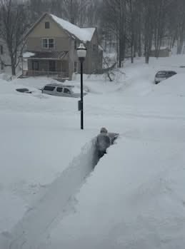 cutigers 🐅 tweet media