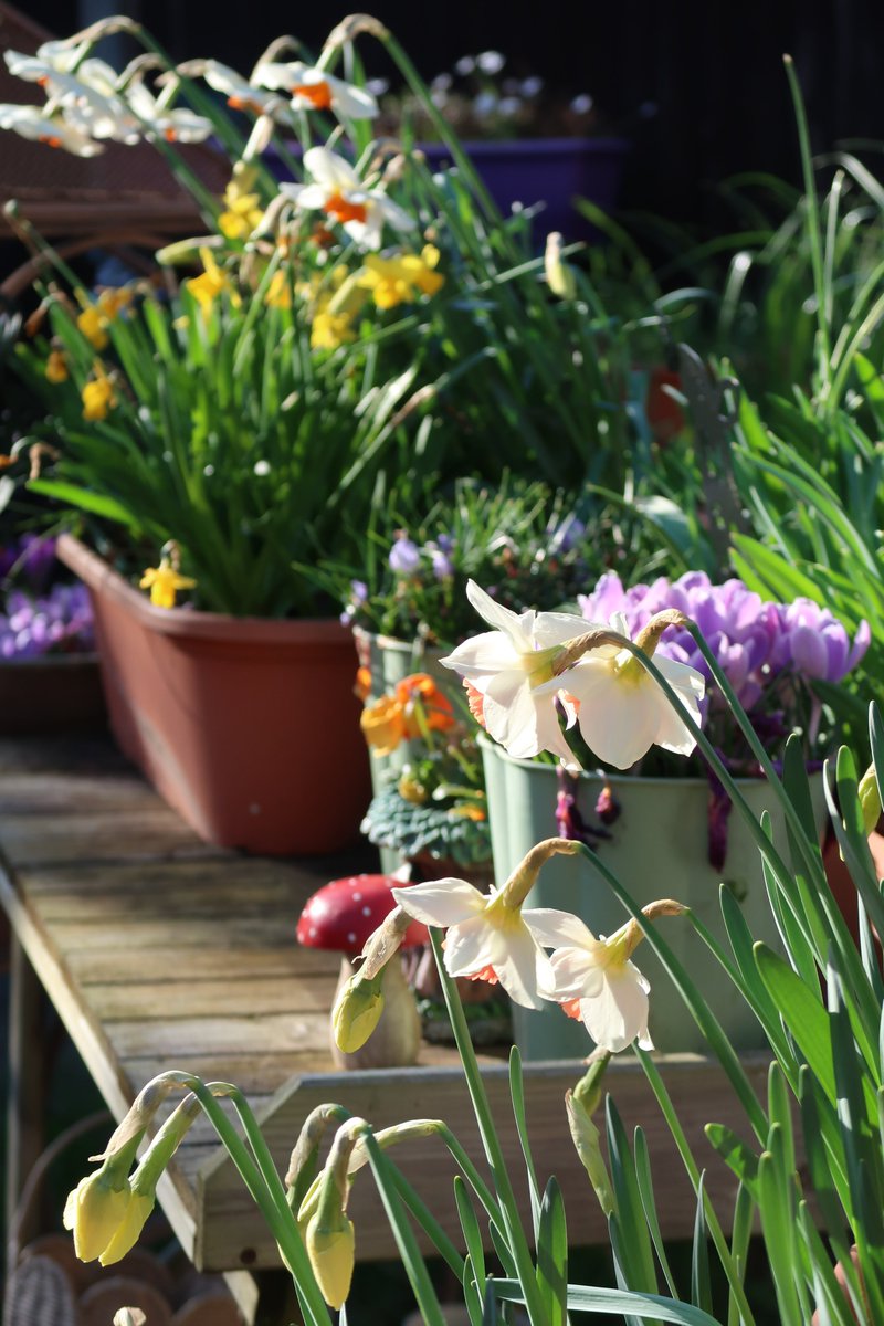 Funky albert snail tweet media