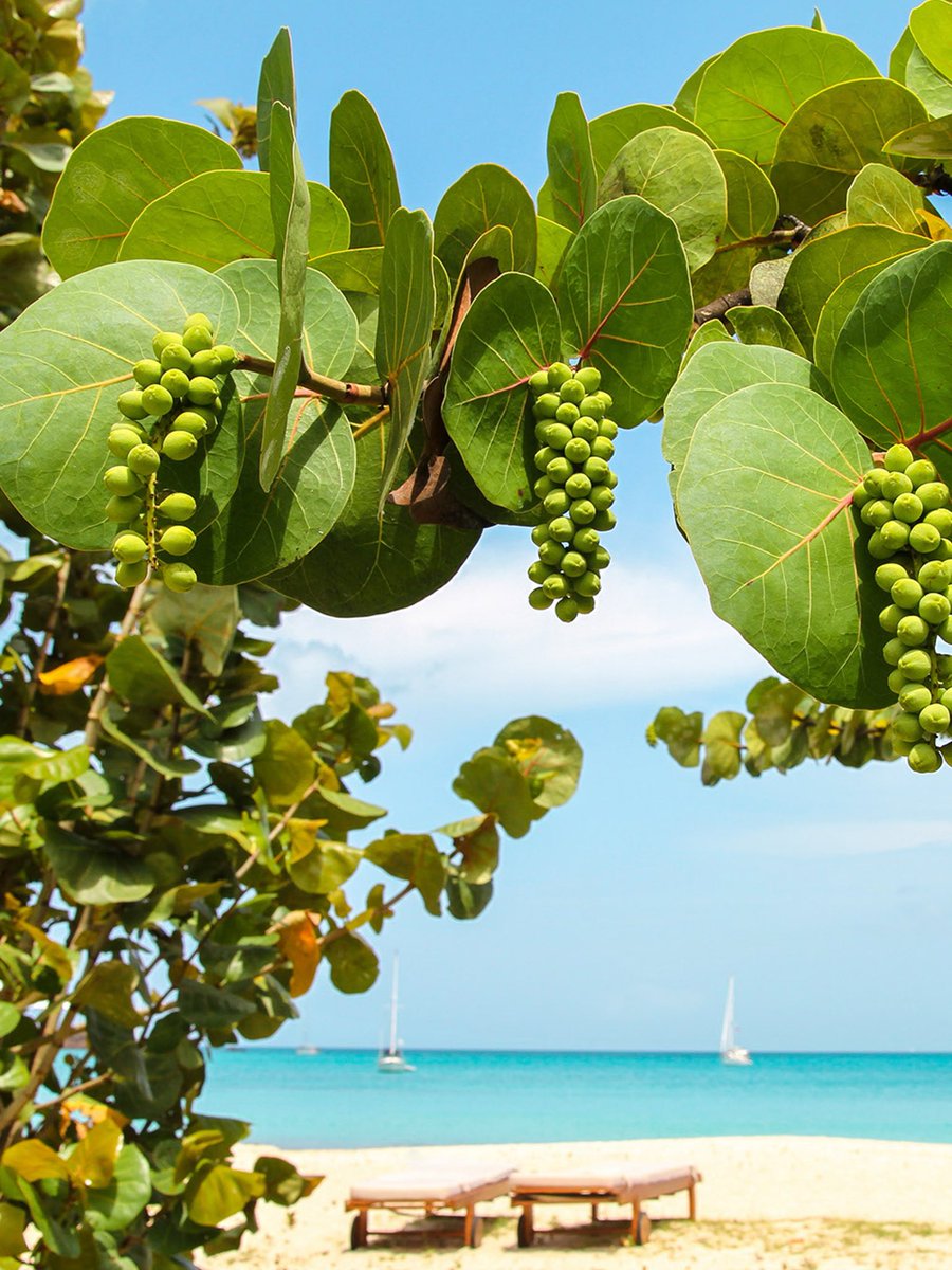 Chef Brigette tweet media