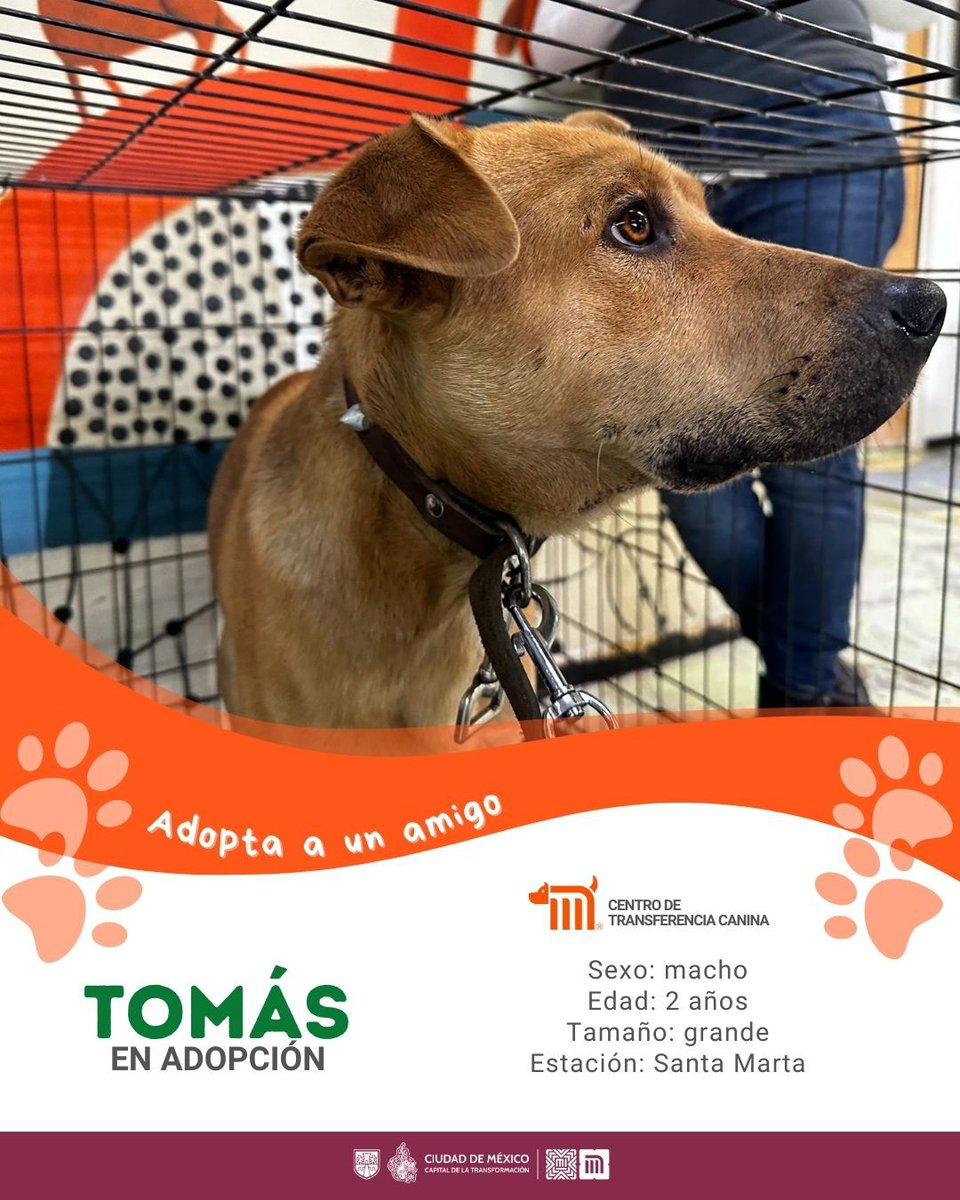 MetroCDMX's tweet photo. "Tomás" está en busca de una familia, si deseas darle la oportunidad de ser adoptado comunícate con el @ctcdelmetro, vía e-mail a: ctc@metro.cdmx.gob.mx  
Consulta requisitos de adopción en 👉🏼 https://t.co/vy9M5dnm1J 🐾  #AdoptaNoCompres 🐶🏡 https://t.co/om2goSpDDE