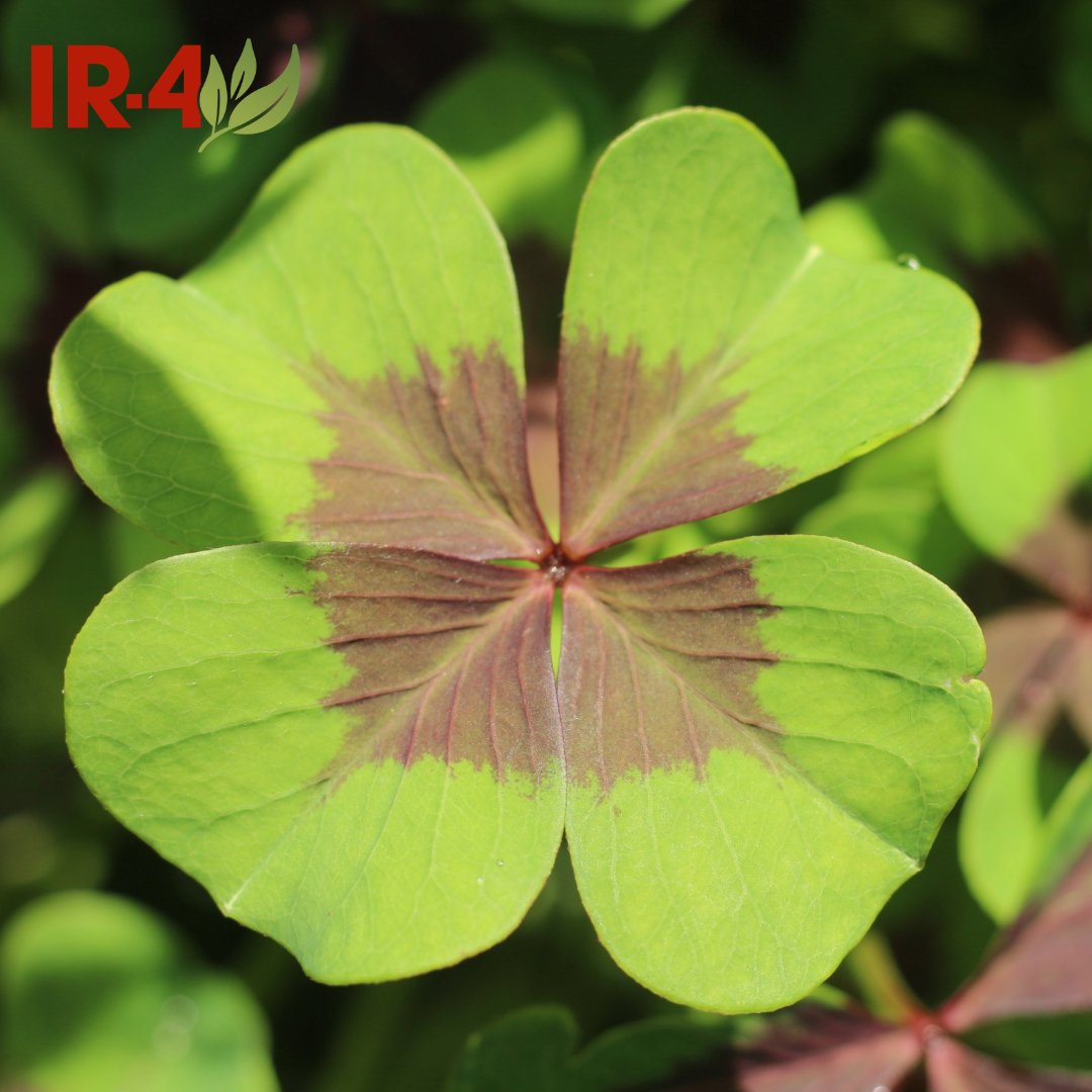 The IR-4 Project tweet media