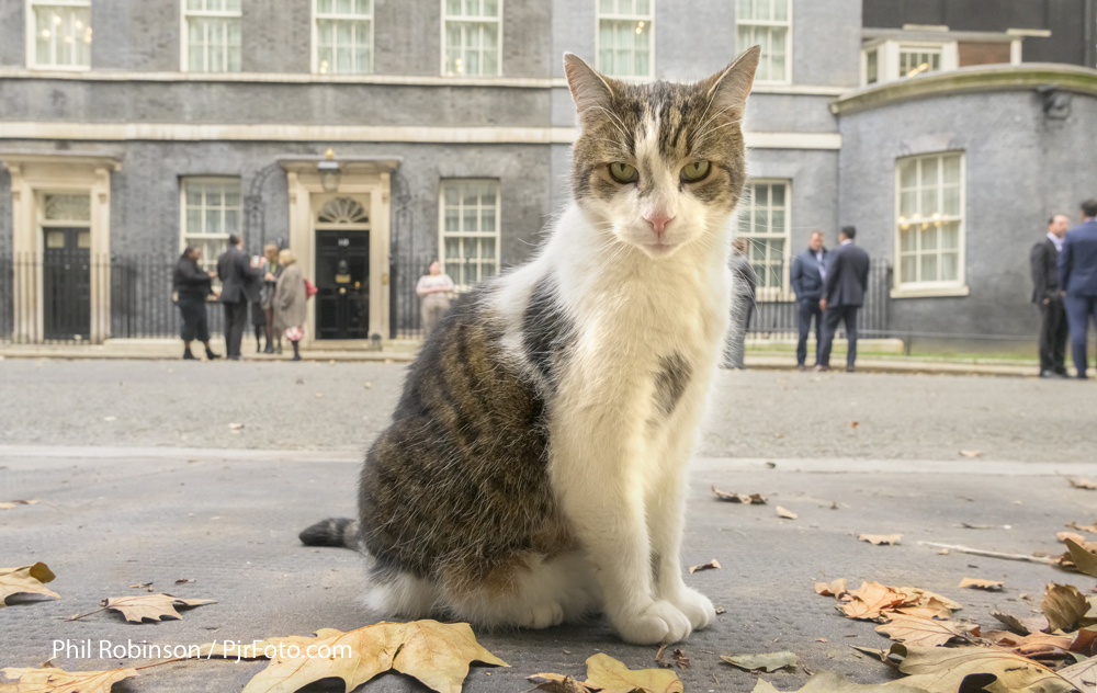 🎼Phil Robinson tweet media