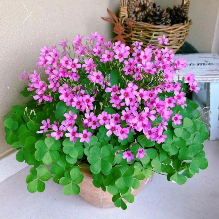 BunnieKat1962's tweet image. Did you know Shamrocks actually have Flowers? 

Take time to smell the 
#StPatricksDay 
#Shamrock 
#Flowers