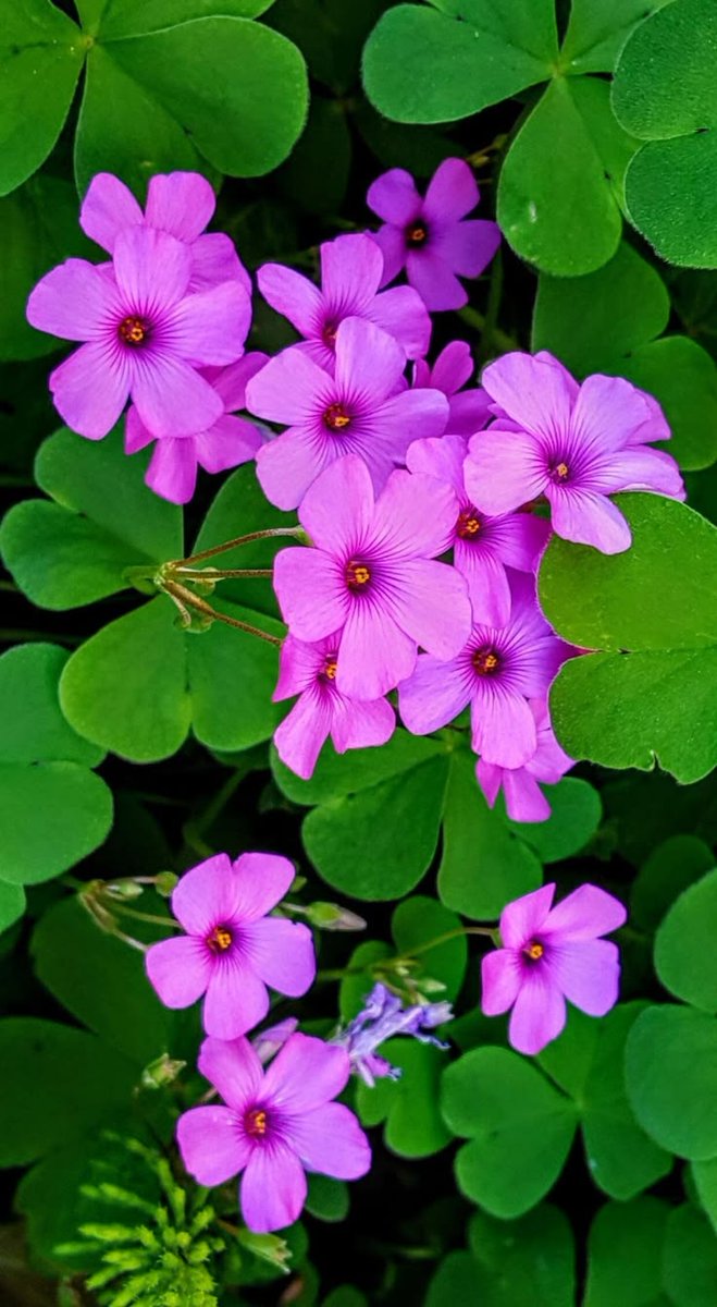 BunnieKat1962's tweet image. Did you know Shamrocks actually have Flowers? 

Take time to smell the 
#StPatricksDay 
#Shamrock 
#Flowers