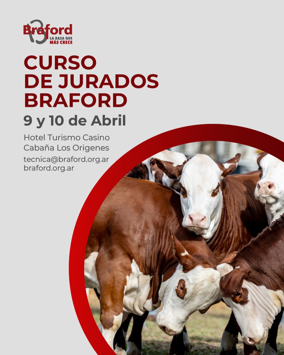 Braford Argentina tweet media