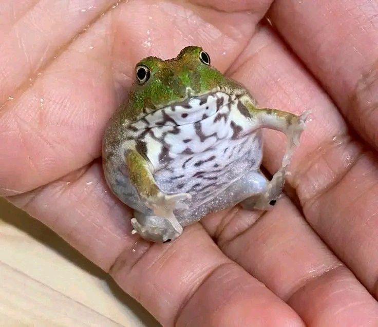 slothnapking's tweet photo. Bro said: I didn’t skip leg day… I skipped every day 😭🐸

#ChubbyFrog #FrogLife #FrogLovers #FrogMemes #CuteFrog #RoundFrog #AmphibianLife #FrogCommunity https://t.co/T4g0CIHJh1