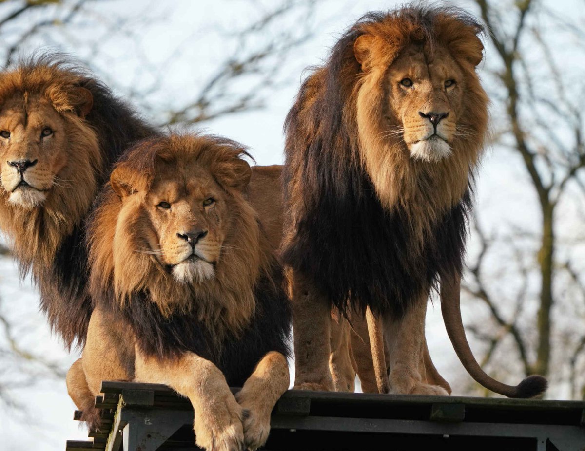 🏴☠️ tweet media