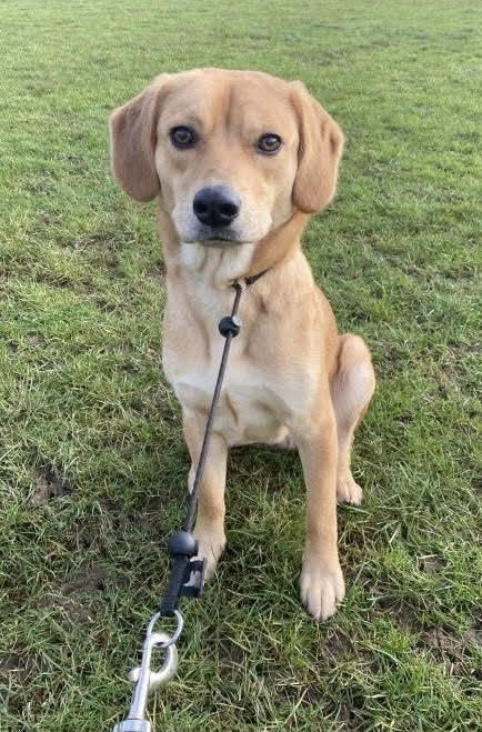 millypod1's tweet image. 🆘17 MAR 2026 #Lost Milah #ScanMe
YOUNG NERVOUS Beagle Cross Female #Rescue 
extending lead snapped near Taco Bell #Mansfield. Possible sighting at Flying High Academy, Hall Barn Lane, Ladybrook #Nottinghamshire #NG18
doglost.co.uk/dog/202487