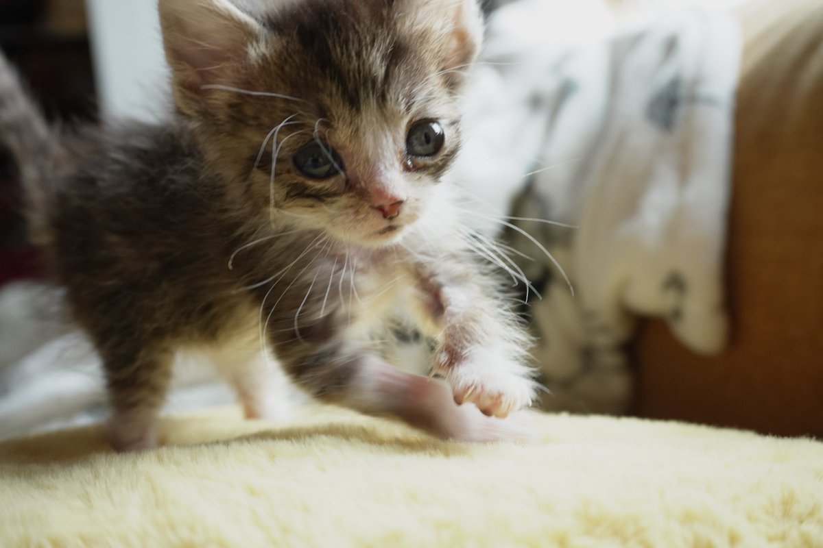 Majuular tweet media