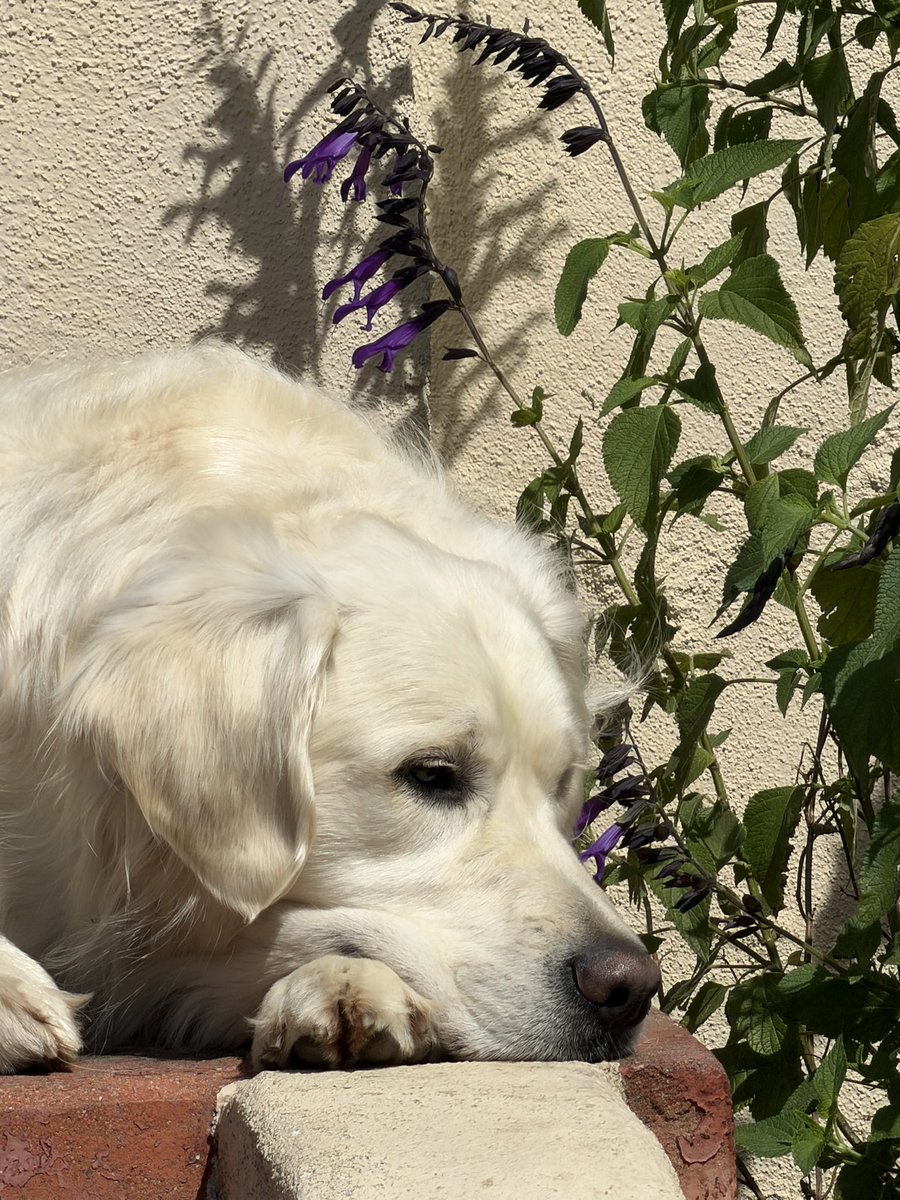 Solly & Yossi tweet media