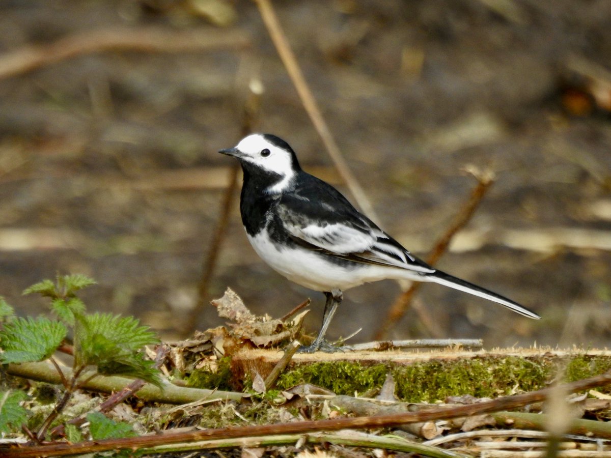 Pat Hogarth tweet media