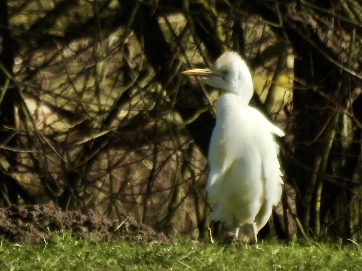 Pat Hogarth tweet media