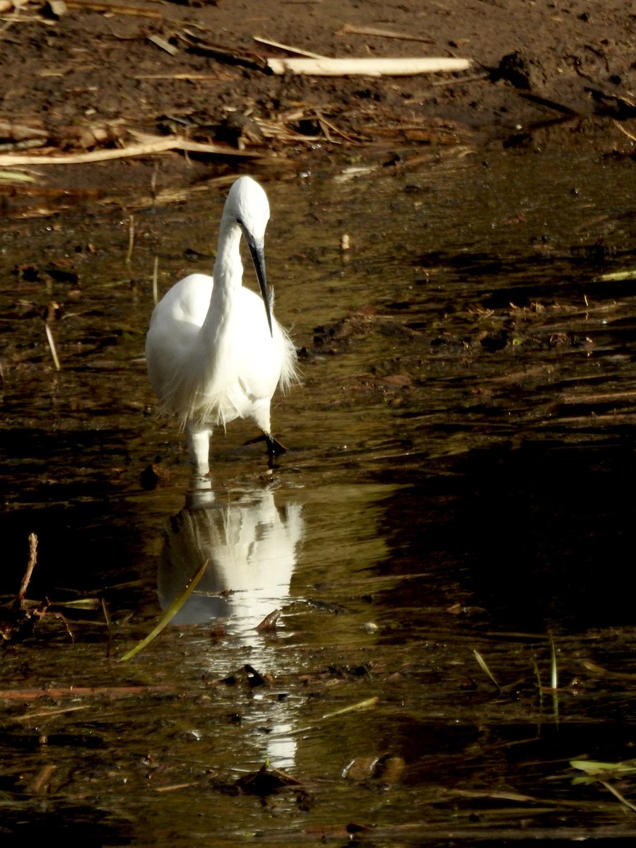 Pat Hogarth tweet media