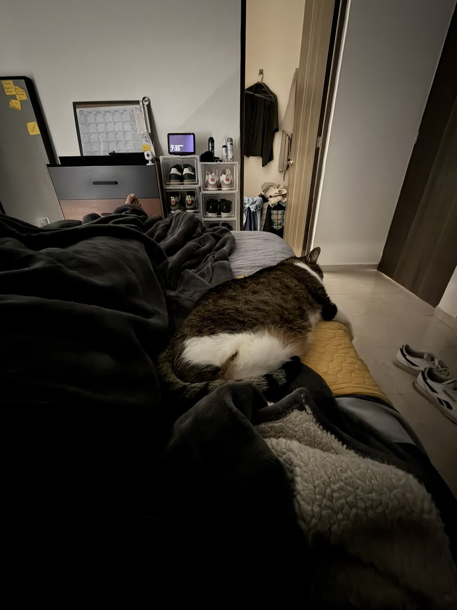 Mugiwara no foffy 🧭 tweet media