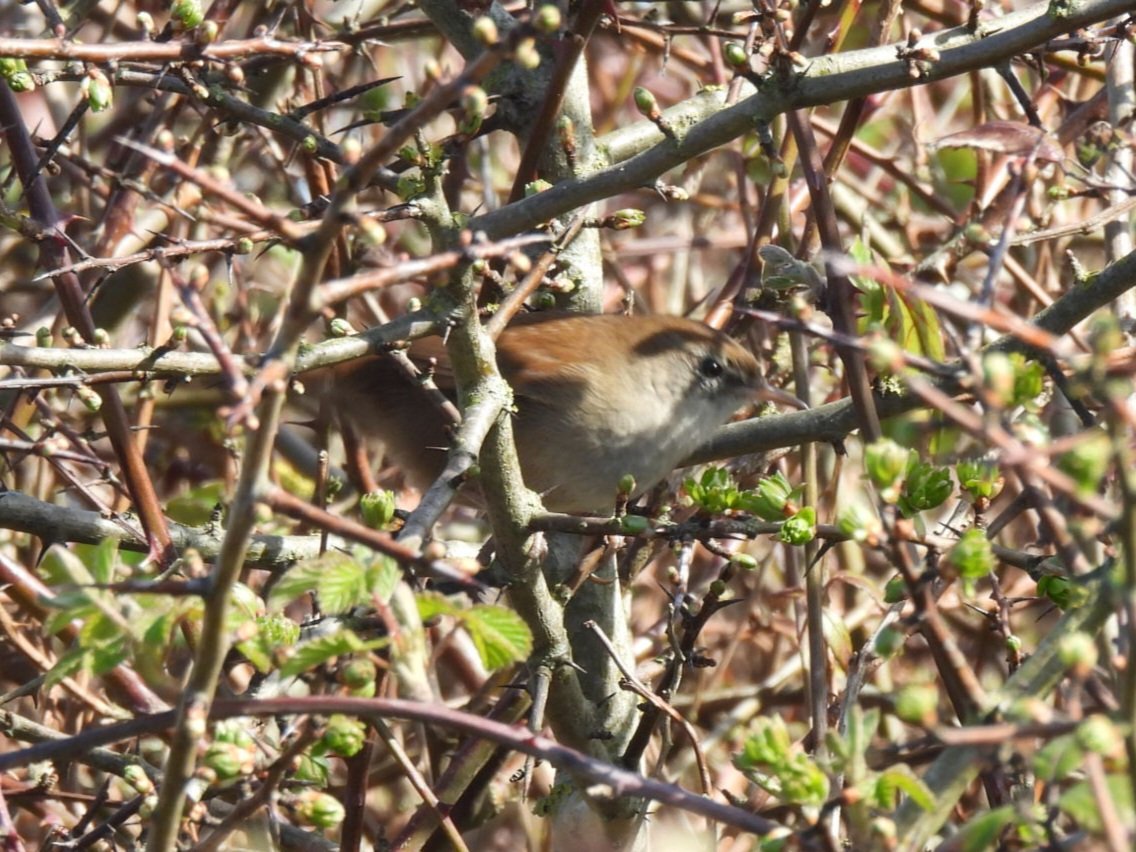 Mark Clements tweet media