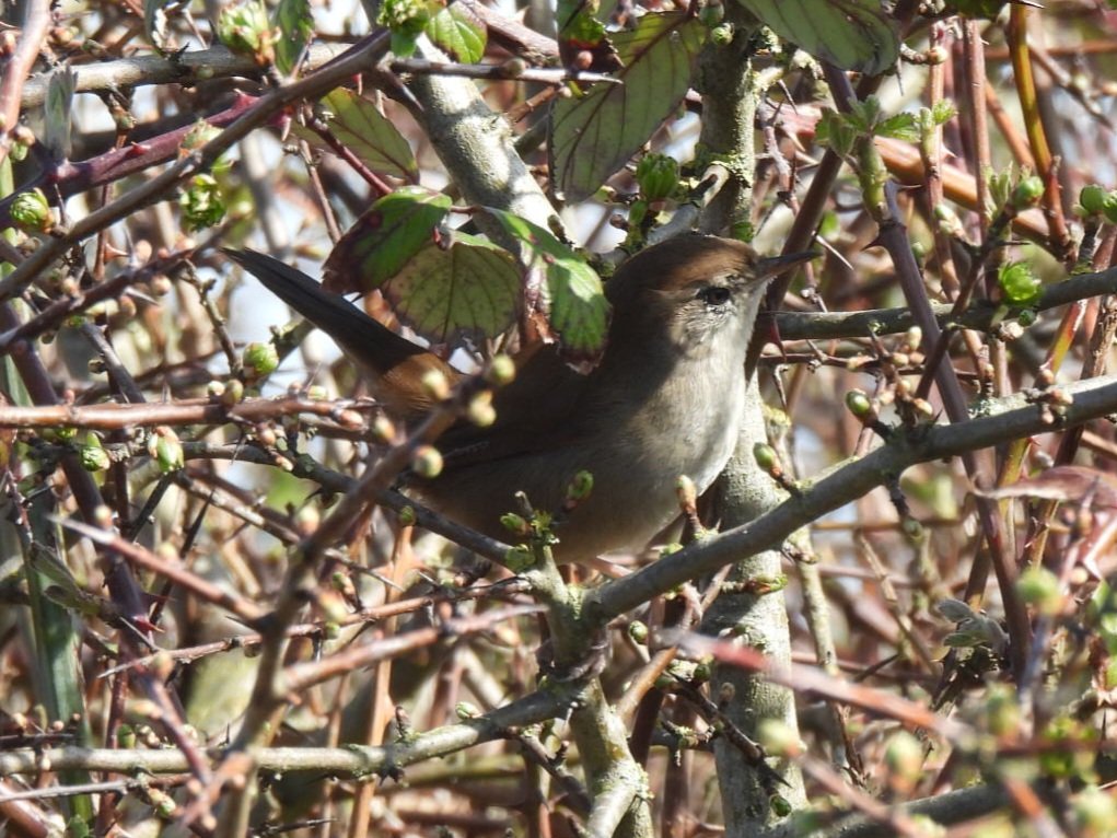 Mark Clements tweet media