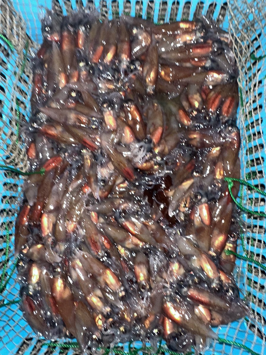 まーべる@磯🎣.シーズン tweet media