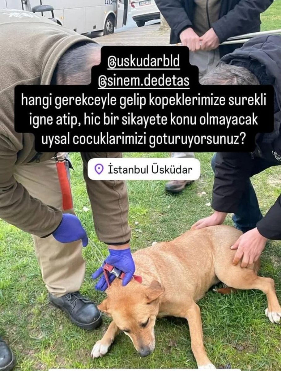 patili dostum😼🐕hak hukuk adalet tweet media