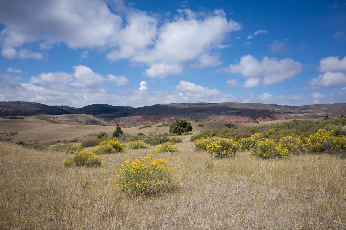 Larimer County tweet media