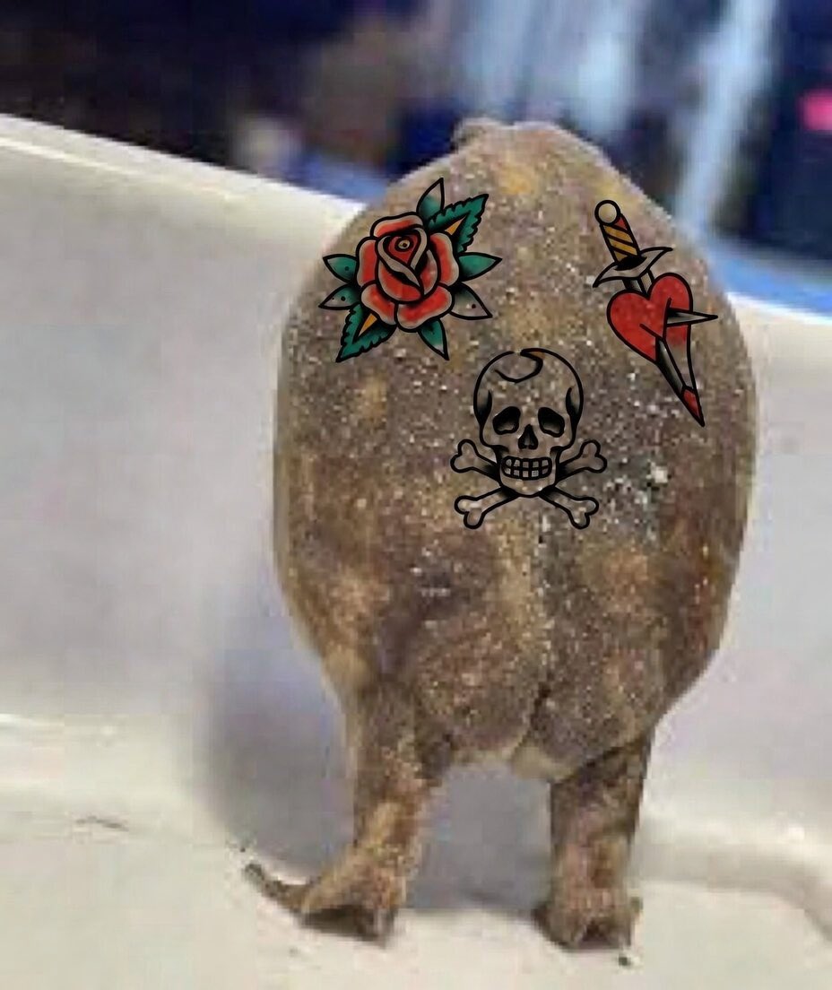 Paladin Jet (JETPUFFER) tweet media