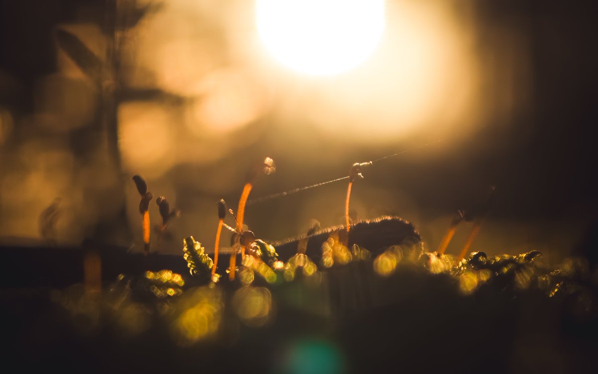 Minimal Focusing Distance of your telephoto lens IS important, and don't let anyone tell you otherwise.

📸: OPPO Find X9 Pro, x3 lens