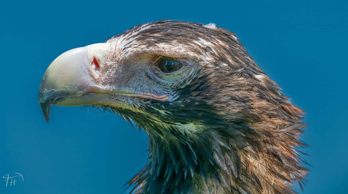 Sabrina the Wedge Tail Eagle