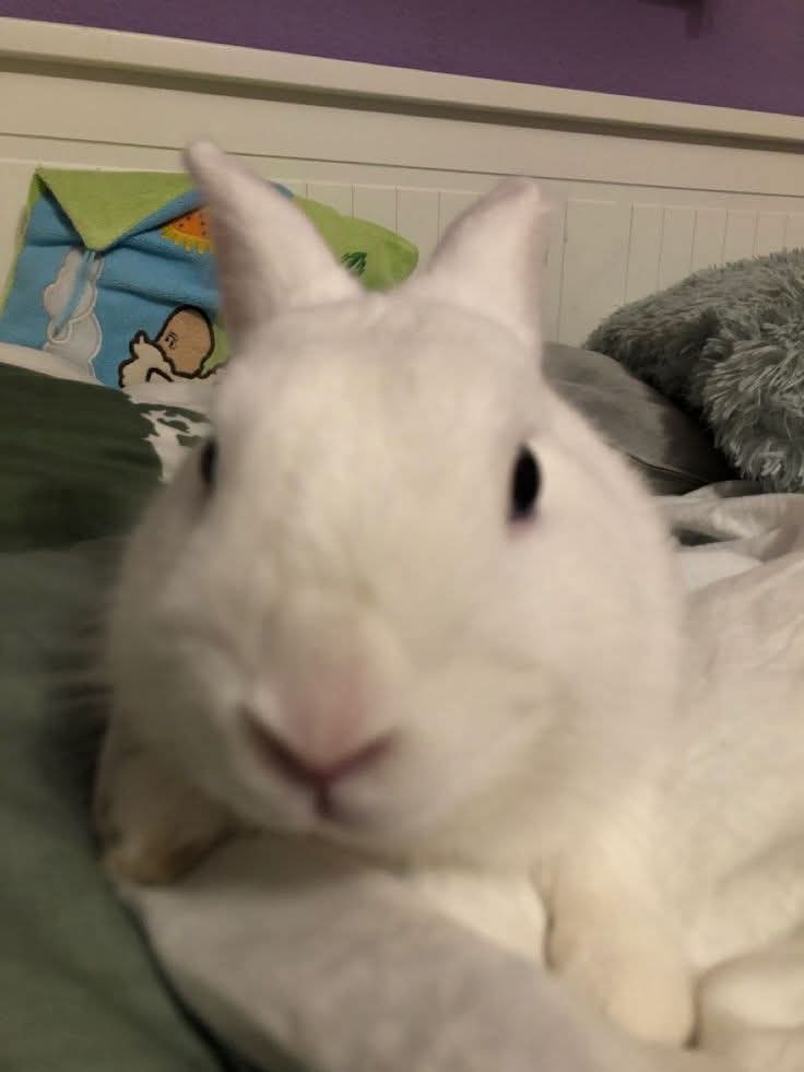 NeoConters2.0 tweet media