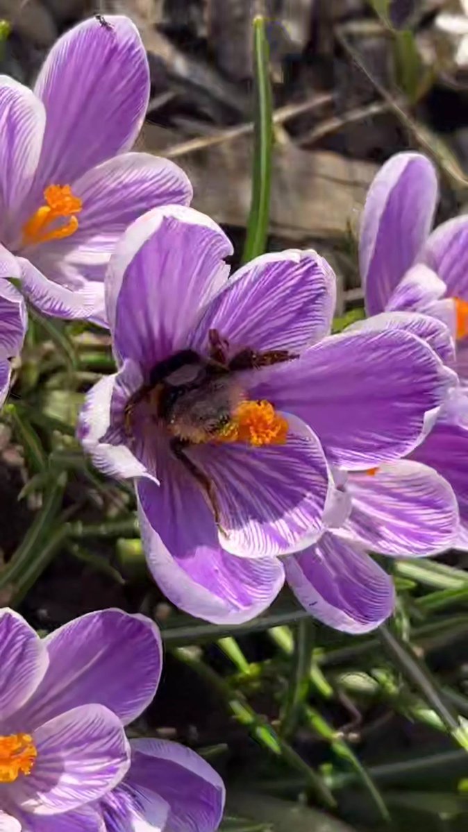 Дикий Петербург tweet media