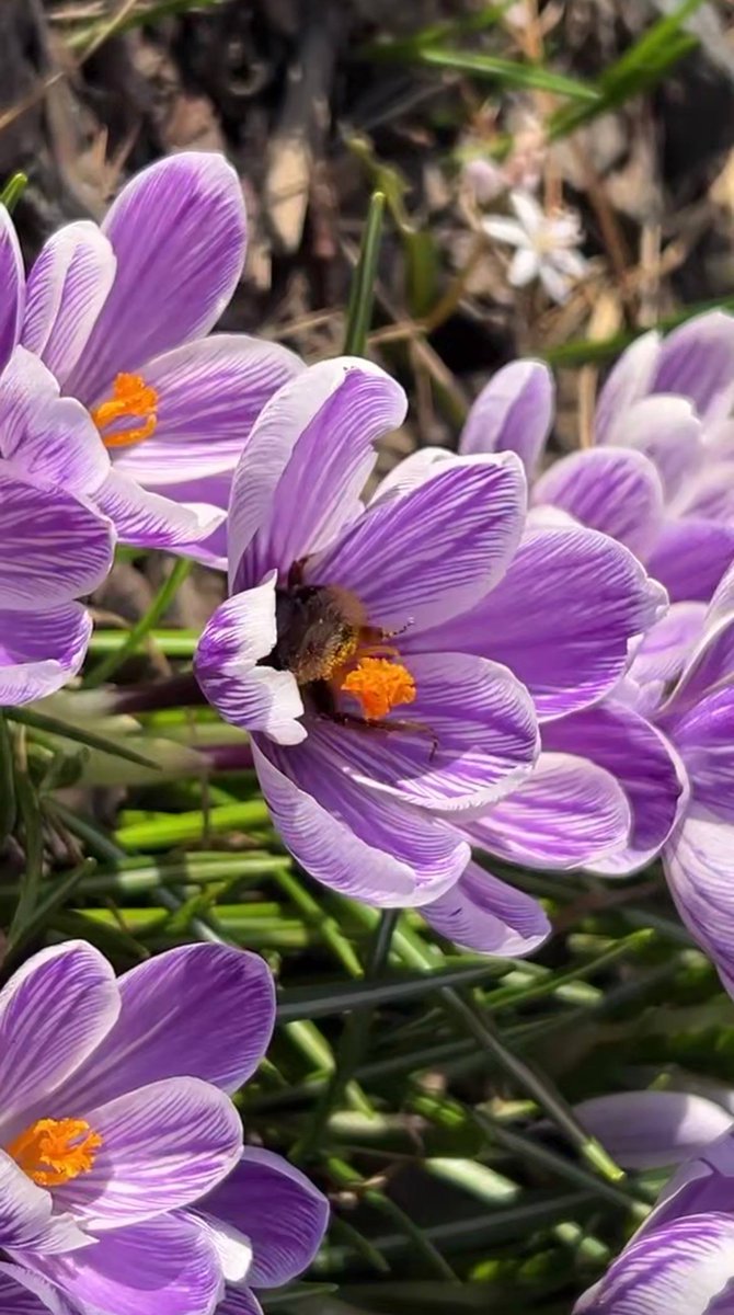 Дикий Петербург tweet media