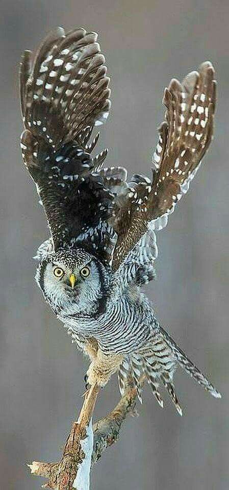 Derek Paterson tweet media