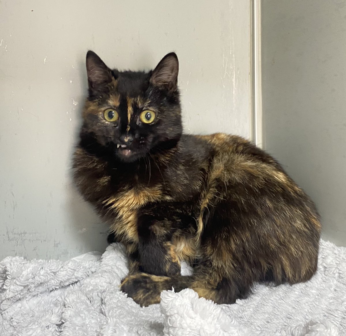 Sokakta ağzı çok kötü haldeydi şimdi bebekler gibi oldu ama kimse onu istemedi