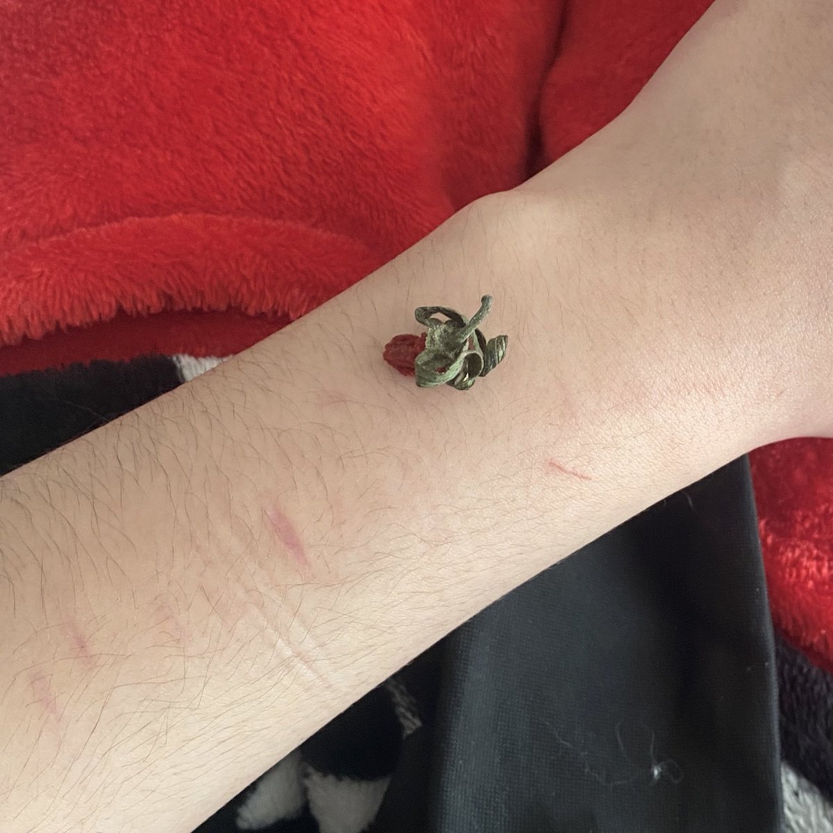 | seally | tweet media