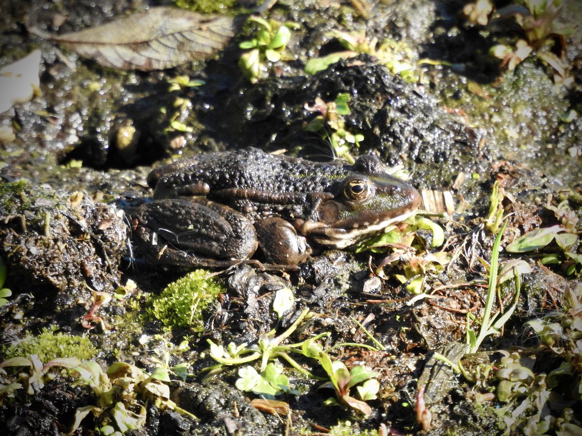 Pat Hogarth tweet media