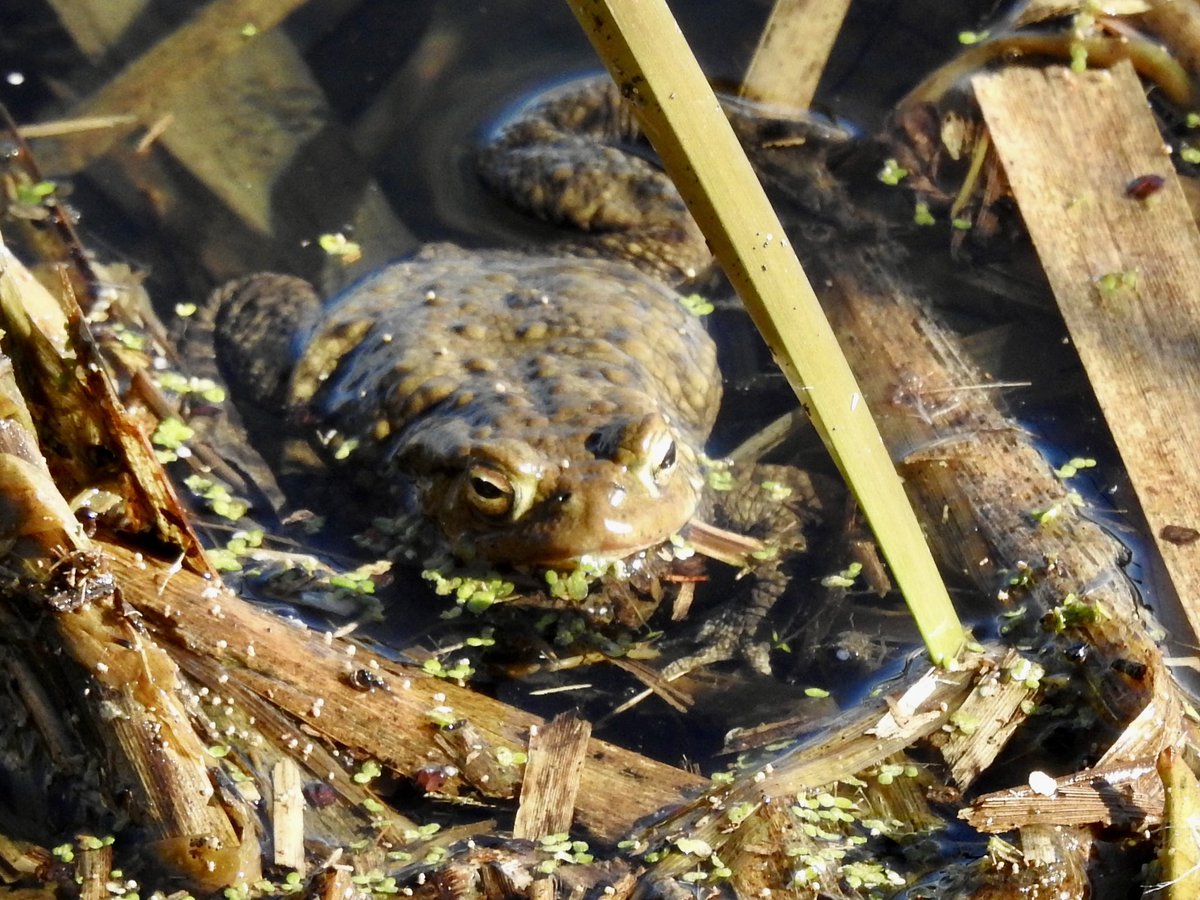 Pat Hogarth tweet media