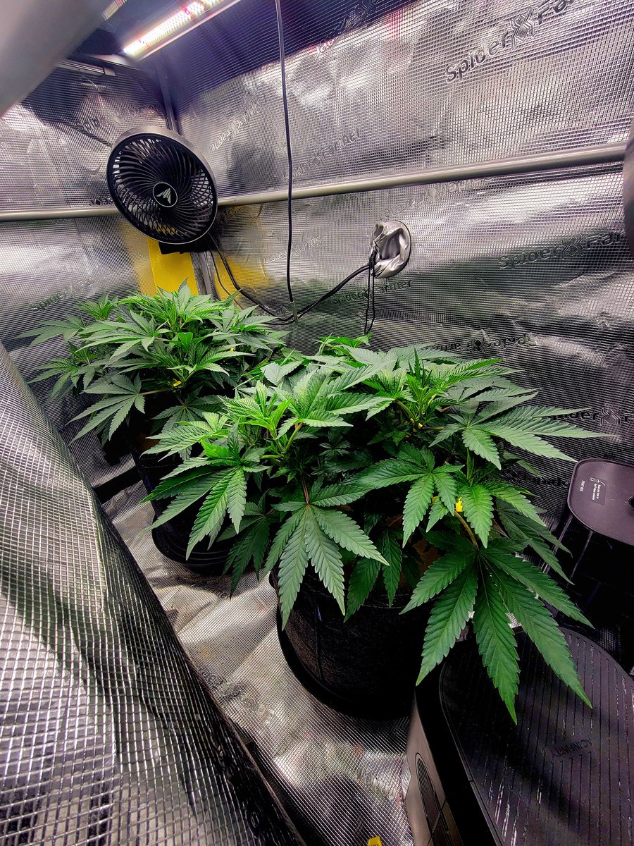 Trent'sGotAGarden tweet media