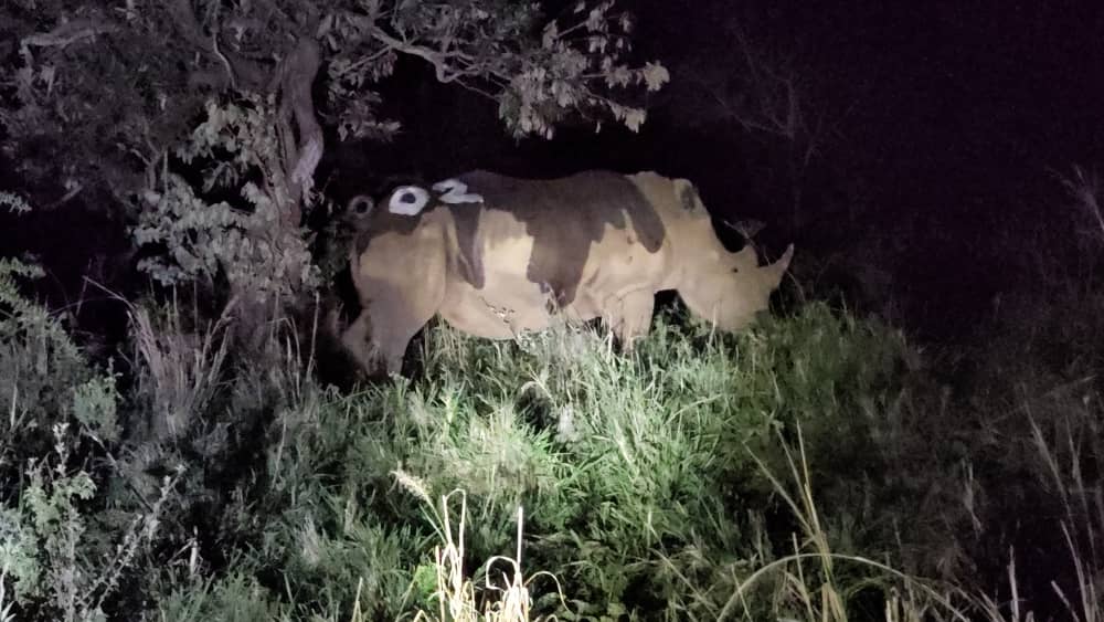 Je2003Jerome's tweet image. Good Night nature lovers 😍😍!

A successful Translocation of the rhinos to Kidepo Valley National Park. 

Well done @ugwildlife 
#Rhino