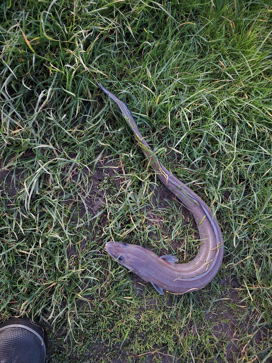 Rhys Morgan ↙️ tweet media