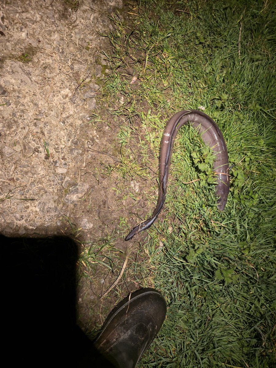 Rhys Morgan ↙️ tweet media