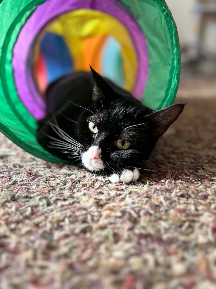 New Save tweet media